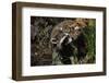 Red Fox Threatening Raccoon-W. Perry Conway-Framed Photographic Print
