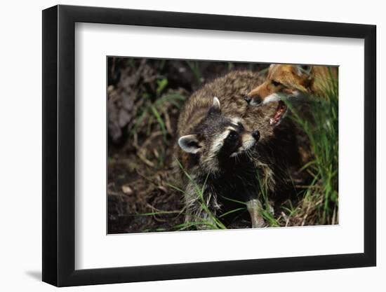 Red Fox Threatening Raccoon-W. Perry Conway-Framed Photographic Print