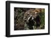 Red Fox Threatening Raccoon-W. Perry Conway-Framed Photographic Print