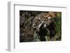 Red Fox Threatening Raccoon-W. Perry Conway-Framed Photographic Print