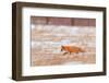 Red fox trotting through snow-covered agricultural field, Poland-Andres M. Dominguez-Framed Photographic Print