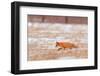 Red fox trotting through snow-covered agricultural field, Poland-Andres M. Dominguez-Framed Photographic Print