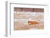 Red fox trotting through snow-covered agricultural field, Poland-Andres M. Dominguez-Framed Photographic Print