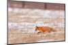 Red fox trotting through snow-covered agricultural field, Poland-Andres M. Dominguez-Mounted Photographic Print