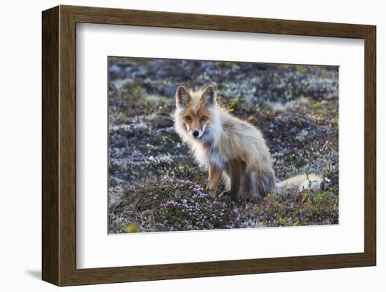 Red Fox, tundra in bloom-Ken Archer-Framed Photographic Print