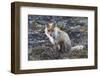 Red Fox, tundra in bloom-Ken Archer-Framed Photographic Print