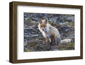 Red Fox, tundra in bloom-Ken Archer-Framed Photographic Print