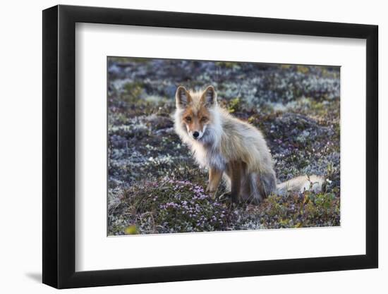 Red Fox, tundra in bloom-Ken Archer-Framed Photographic Print