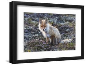 Red Fox, tundra in bloom-Ken Archer-Framed Photographic Print