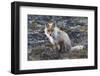 Red Fox, tundra in bloom-Ken Archer-Framed Photographic Print