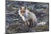 Red Fox, tundra in bloom-Ken Archer-Mounted Photographic Print