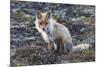 Red Fox, tundra in bloom-Ken Archer-Mounted Premium Photographic Print