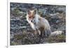 Red Fox, tundra in bloom-Ken Archer-Framed Photographic Print