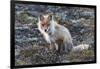 Red Fox, tundra in bloom-Ken Archer-Framed Photographic Print