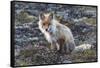 Red Fox, tundra in bloom-Ken Archer-Framed Stretched Canvas