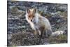 Red Fox, tundra in bloom-Ken Archer-Stretched Canvas