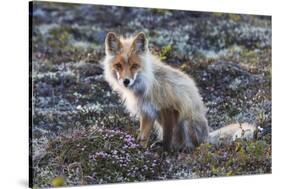 Red Fox, tundra in bloom-Ken Archer-Stretched Canvas