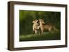 Red fox, two cubs play fighting. Sheffield, England, UK-Paul Hobson-Framed Photographic Print