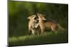 Red fox, two cubs play fighting. Sheffield, England, UK-Paul Hobson-Mounted Photographic Print
