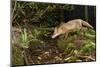 Red fox visiting drinking at night, Near Bath, England-Nick Upton-Mounted Photographic Print