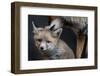 Red fox vixen grooming cub, Sado Estuary, Portugal-Pedro Narra-Framed Photographic Print