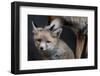 Red fox vixen grooming cub, Sado Estuary, Portugal-Pedro Narra-Framed Photographic Print