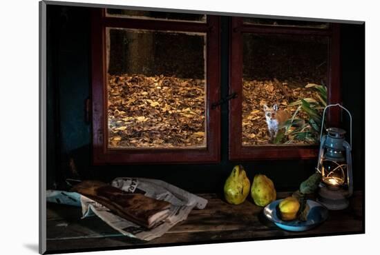 Red fox vixen looking in through window of cottage, Hungary-Milan Radisics-Mounted Photographic Print