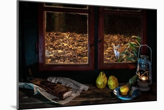 Red fox vixen looking in through window of cottage, Hungary-Milan Radisics-Mounted Photographic Print