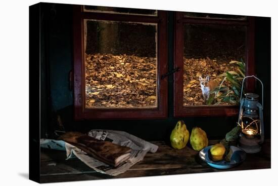 Red fox vixen looking in through window of cottage, Hungary-Milan Radisics-Stretched Canvas