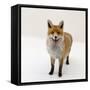 Red Fox Vixen Panting, UK-Jane Burton-Framed Stretched Canvas