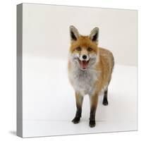 Red Fox Vixen Panting, UK-Jane Burton-Stretched Canvas