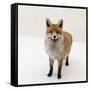 Red Fox Vixen Panting, UK-Jane Burton-Framed Stretched Canvas