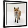 Red Fox Vixen Panting, UK-Jane Burton-Framed Photographic Print