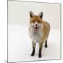Red Fox Vixen Panting, UK-Jane Burton-Mounted Photographic Print