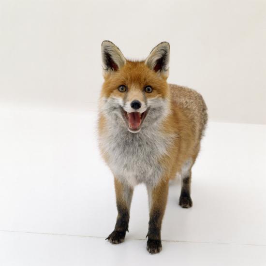 Red Fox Vixen Panting, UK' Photographic Print - Jane Burton | AllPosters.com