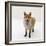 Red Fox Vixen Panting, UK-Jane Burton-Framed Photographic Print