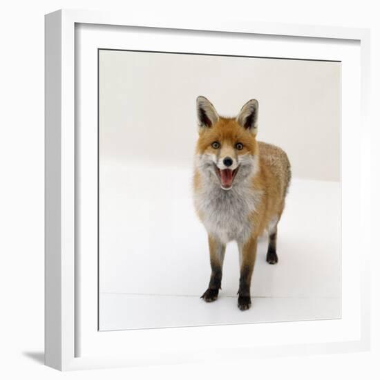 Red Fox Vixen Panting, UK-Jane Burton-Framed Photographic Print