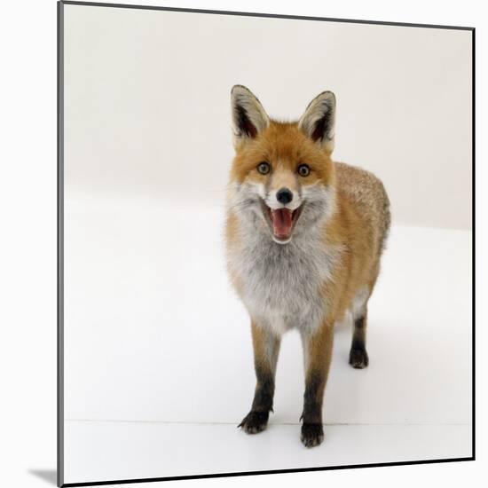 Red Fox Vixen Panting, UK-Jane Burton-Mounted Photographic Print