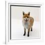 Red Fox Vixen Panting, UK-Jane Burton-Framed Photographic Print