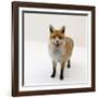 Red Fox Vixen Panting, UK-Jane Burton-Framed Photographic Print