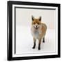 Red Fox Vixen Panting, UK-Jane Burton-Framed Photographic Print