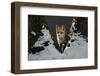 Red fox vixen standing in fork of tree on snowy night, Hungary-Milan Radisics-Framed Photographic Print