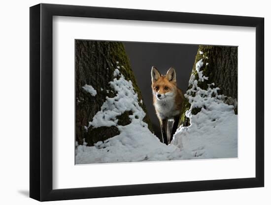 Red fox vixen standing in fork of tree on snowy night, Hungary-Milan Radisics-Framed Photographic Print