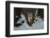 Red fox vixen standing in fork of tree on snowy night, Hungary-Milan Radisics-Framed Photographic Print