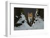 Red fox vixen standing in fork of tree on snowy night, Hungary-Milan Radisics-Framed Photographic Print