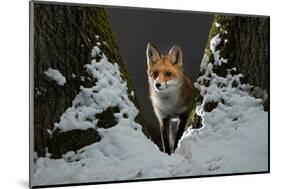 Red fox vixen standing in fork of tree on snowy night, Hungary-Milan Radisics-Mounted Photographic Print