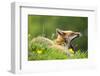 Red fox vixen yawning in the morning light, Lifton, Devon, UK-Ross Hoddinott-Framed Photographic Print