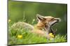 Red fox vixen yawning in the morning light, Lifton, Devon, UK-Ross Hoddinott-Mounted Photographic Print