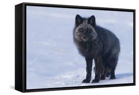 Red Fox (Vulpes Vulpes) Adult, in Silver Phase, ANWR, Alaska, USA-Steve Kazlowski-Framed Stretched Canvas