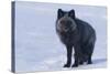 Red Fox (Vulpes Vulpes) Adult, in Silver Phase, ANWR, Alaska, USA-Steve Kazlowski-Stretched Canvas